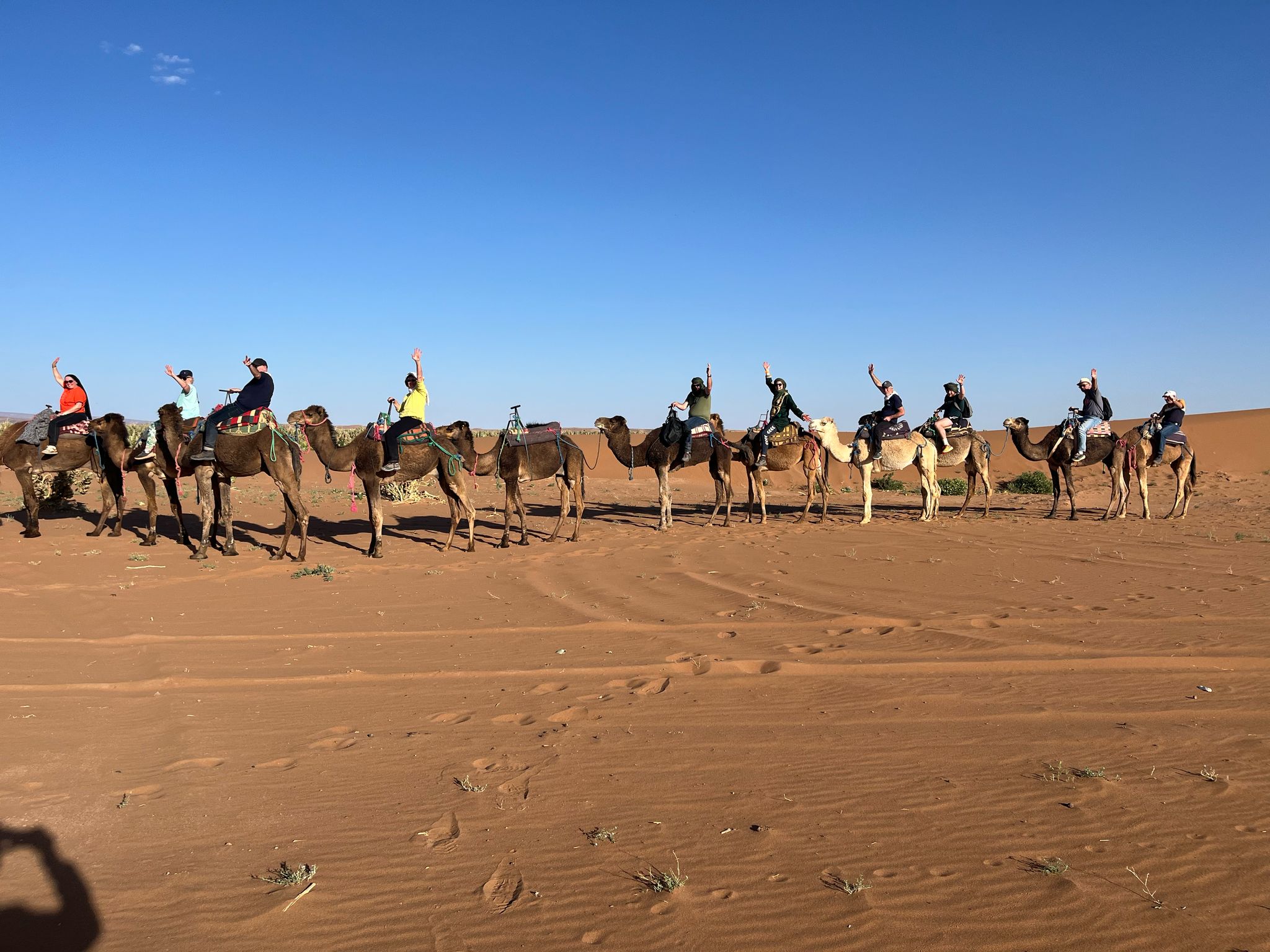 Caravane Renard Du Désert fox