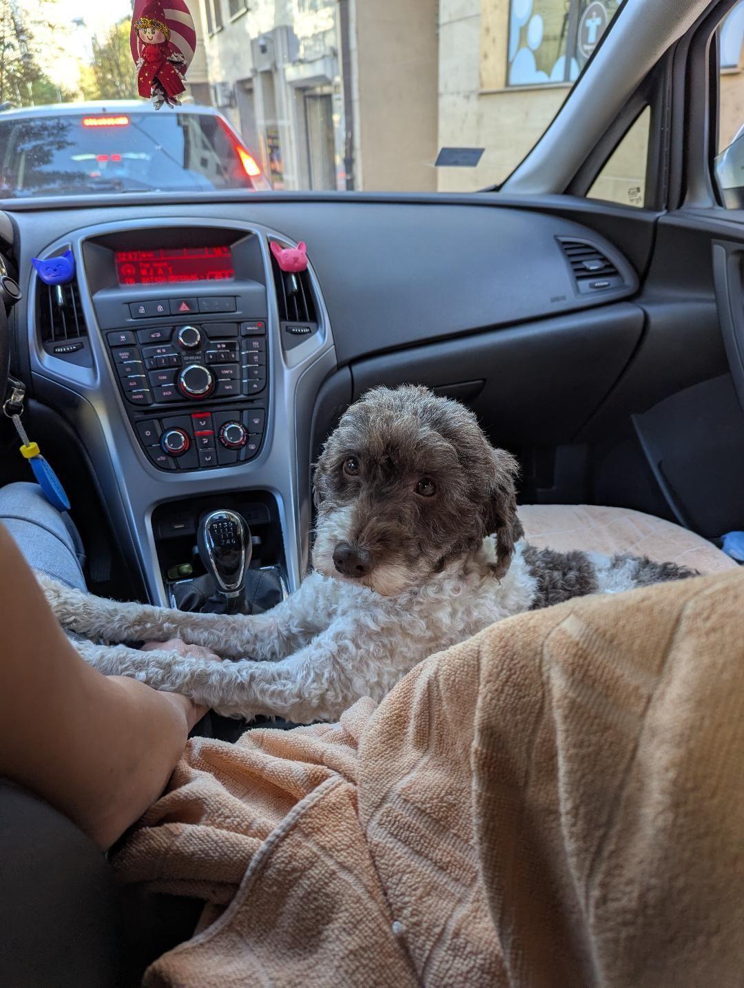 Private Truffle‑Hunting Tour from Belgrade – Lunch with Wine