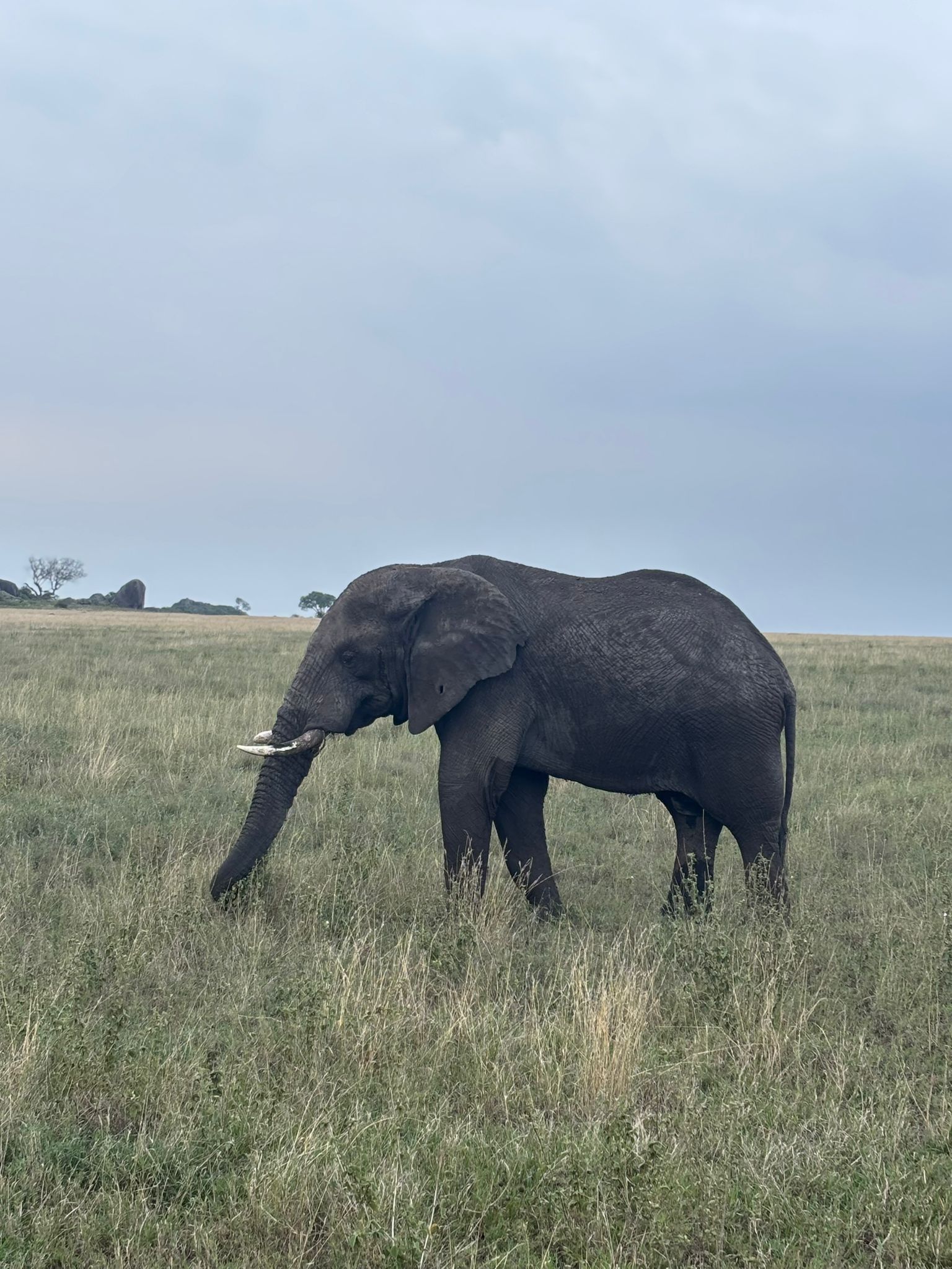 MORAKA AFRICA SAFARIS