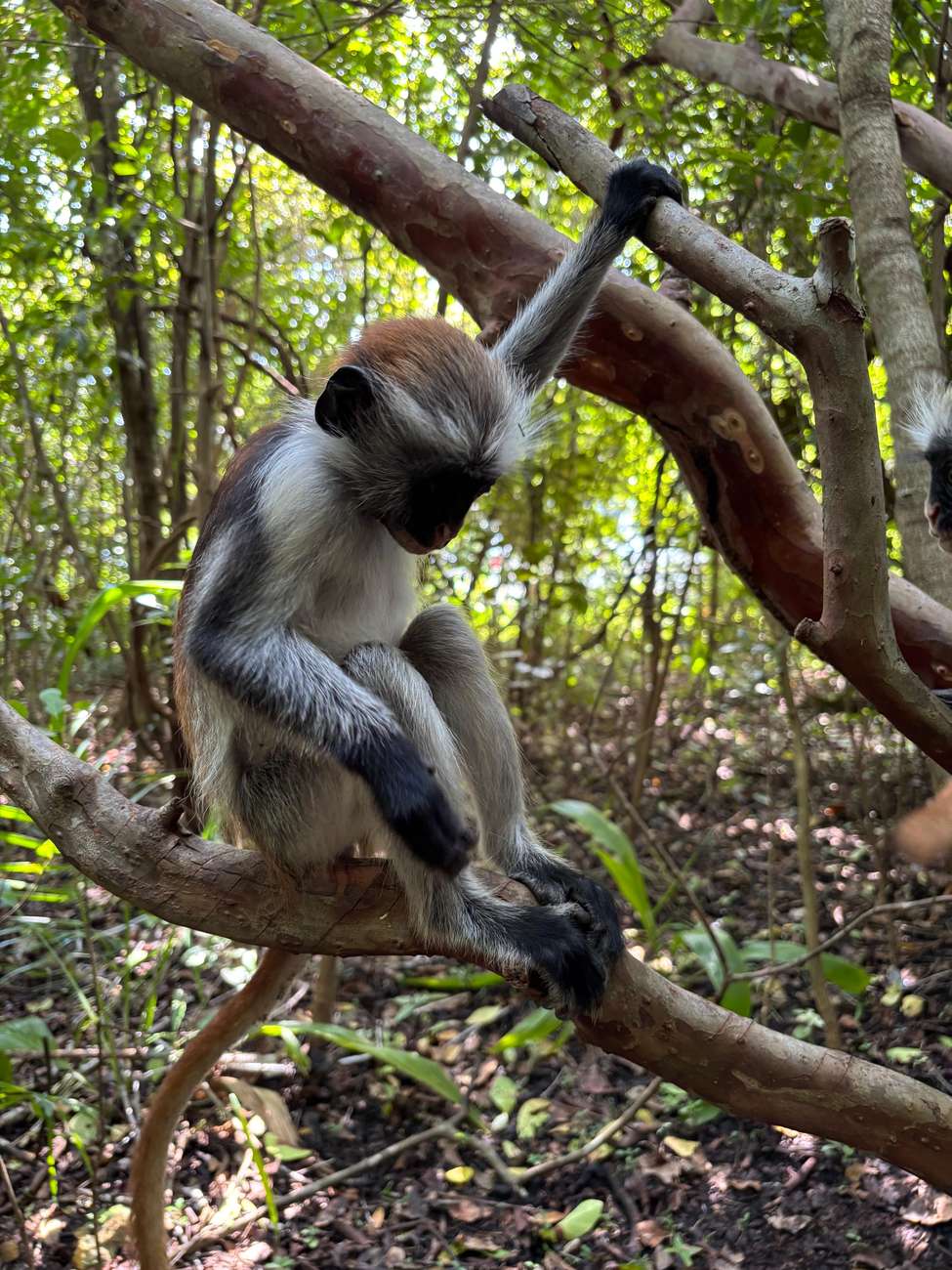 Zanzibar: Jozani forest for Red colobus monkey experience