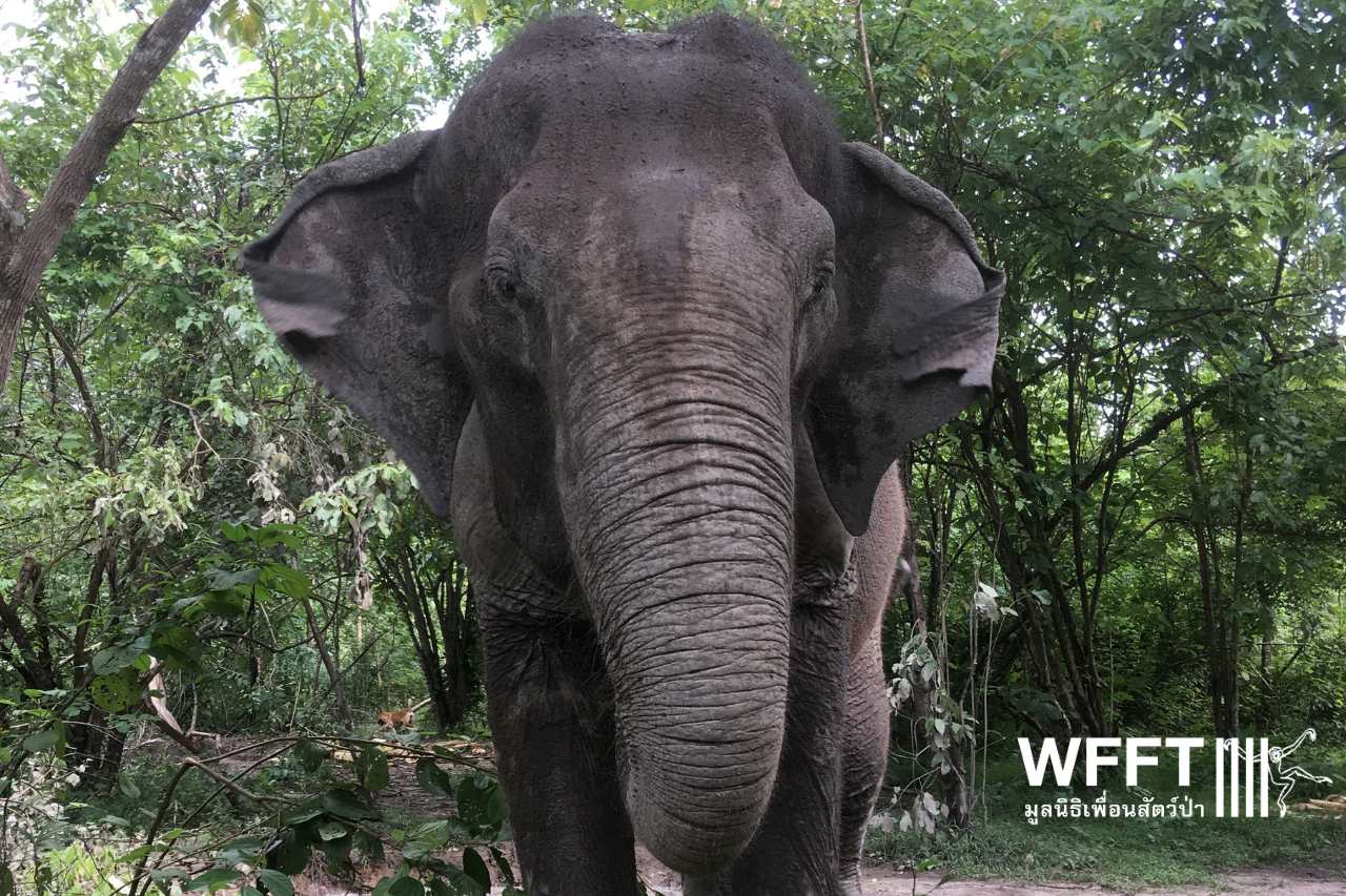 Wildlife Friends Foundation Thailand