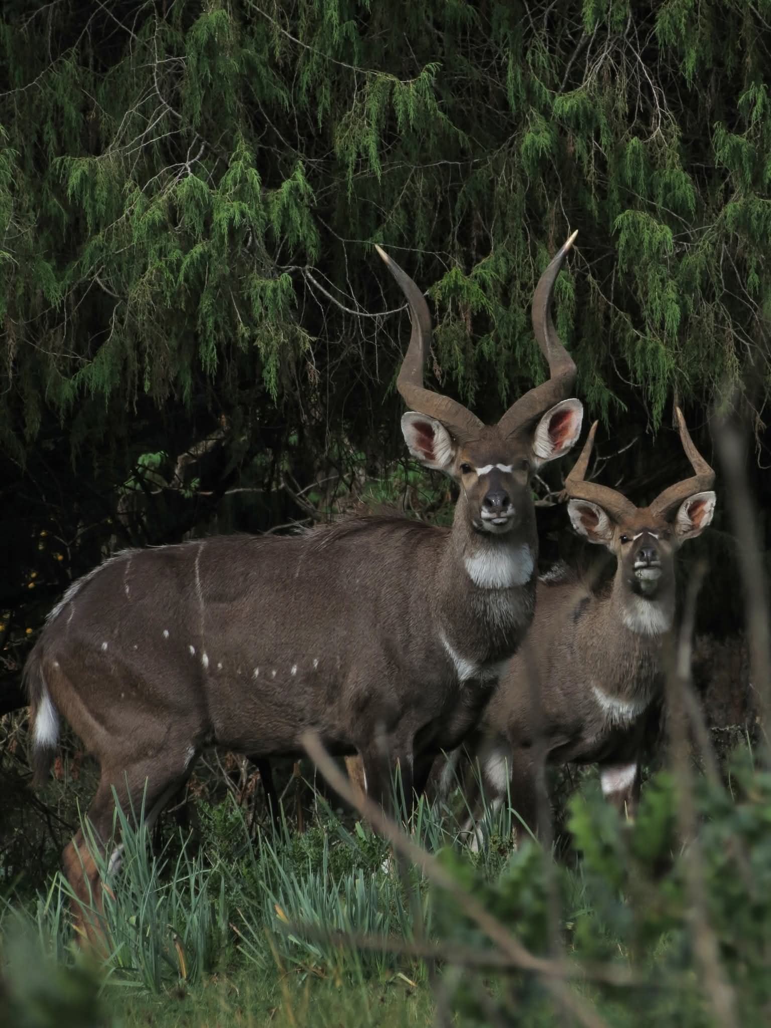 Bale trek Ethiopia tours