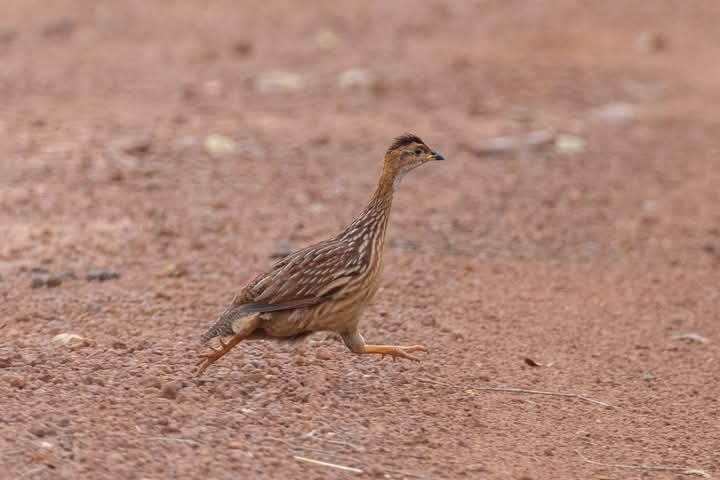 Adventure Birding Tours