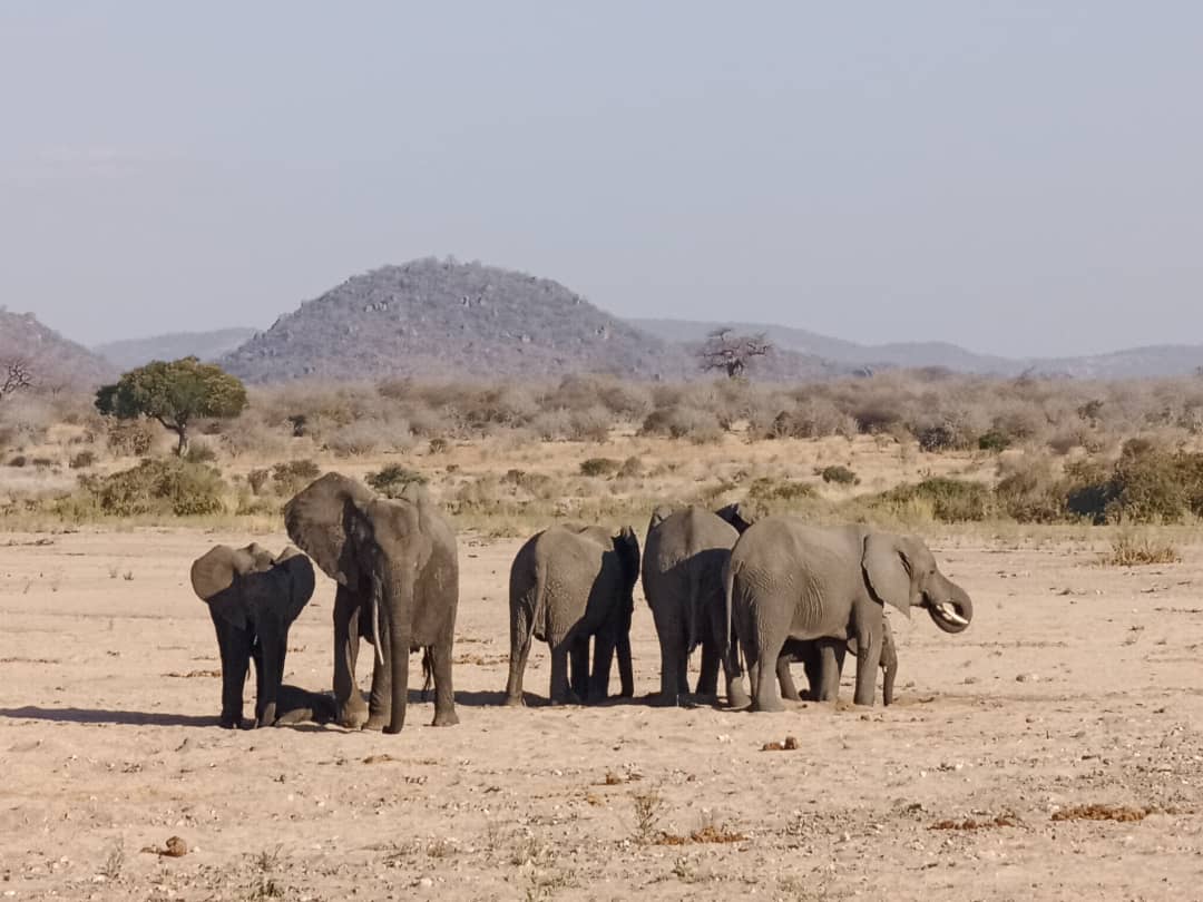 AFRICAN PANGOLIN SAFARIS