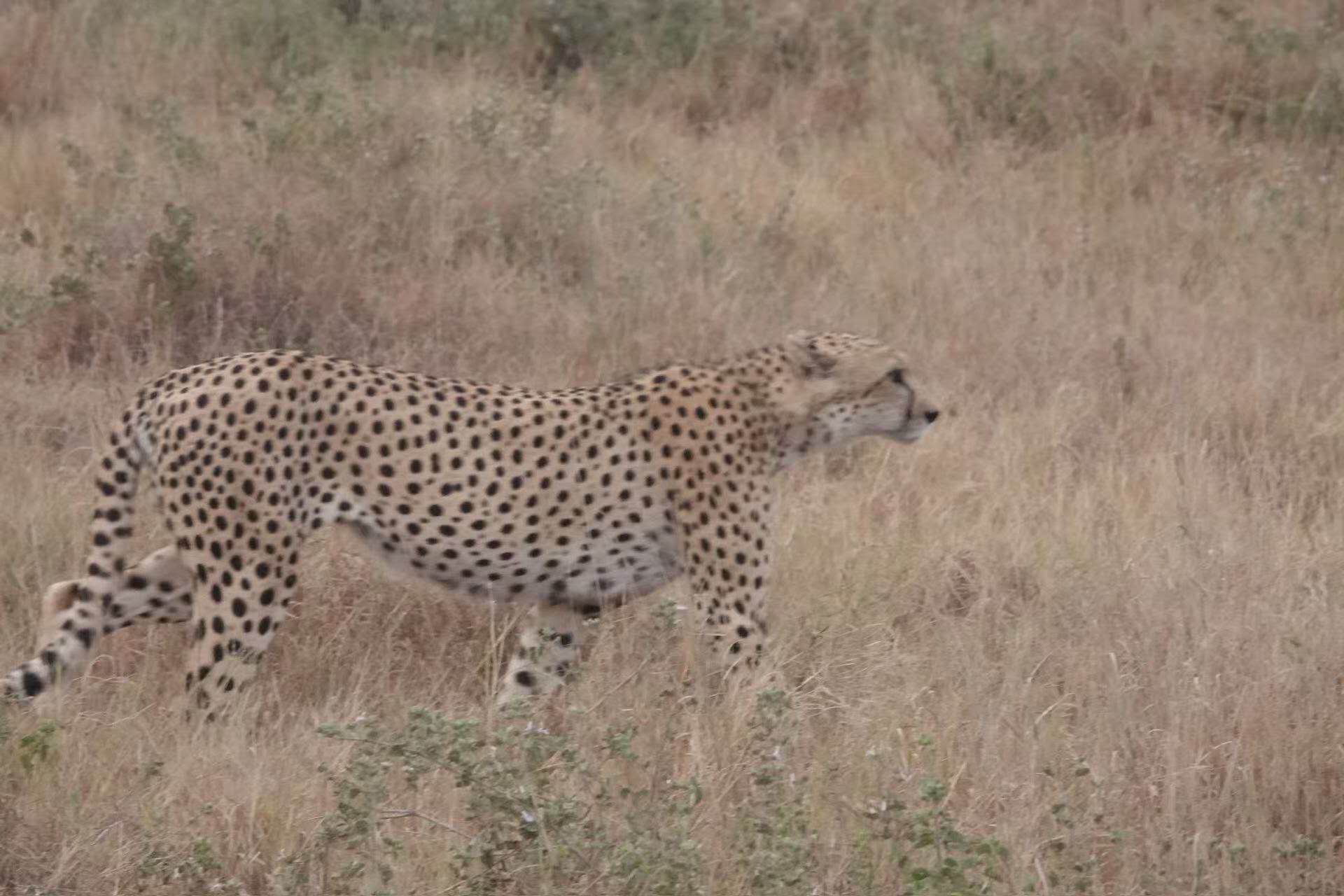 6-Days Masai Mara Nakuru Amboseli safari