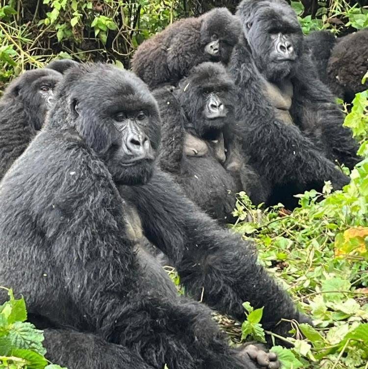 Unique Africa Ventures