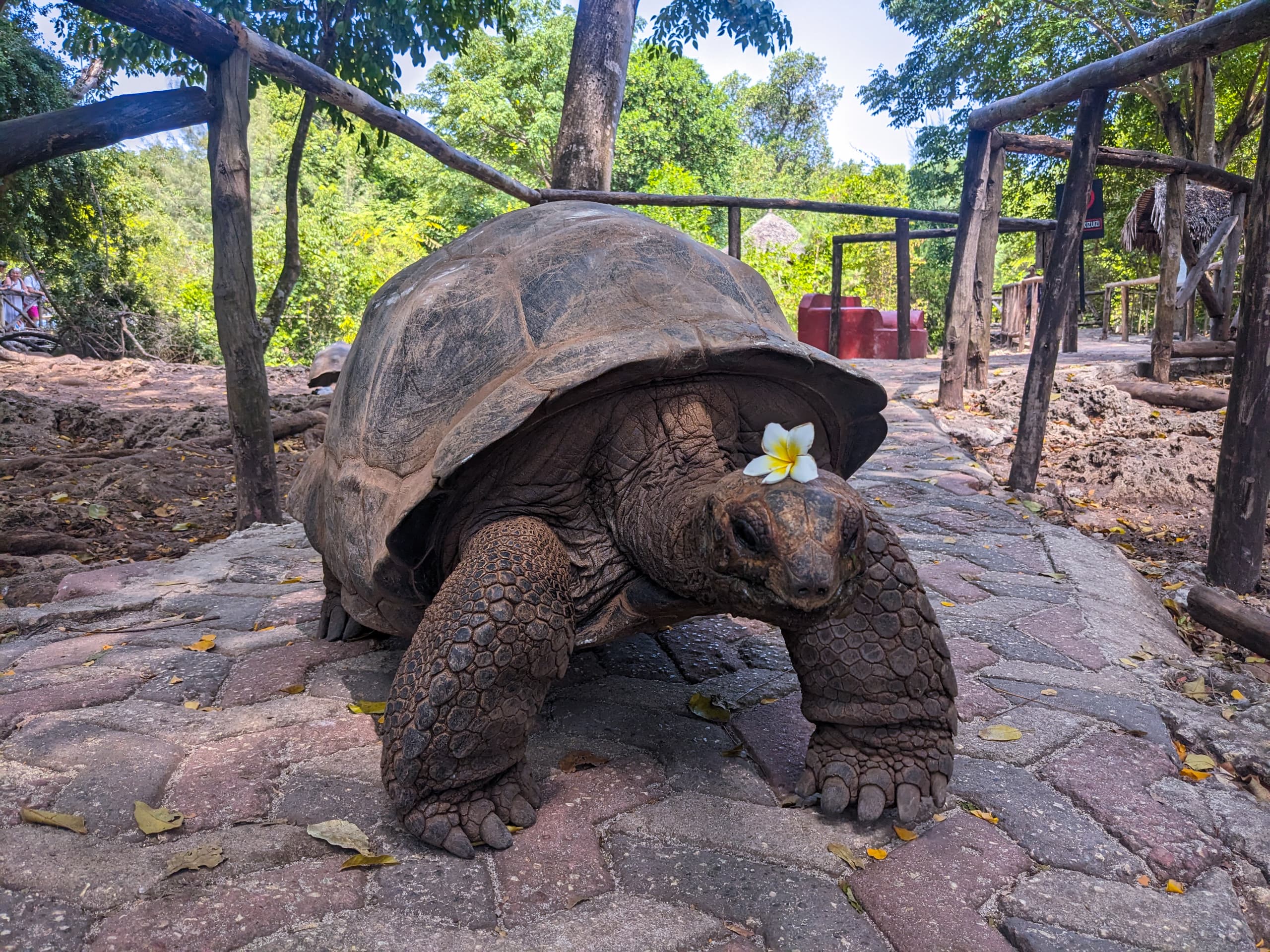 Maziku Tours & Safari's