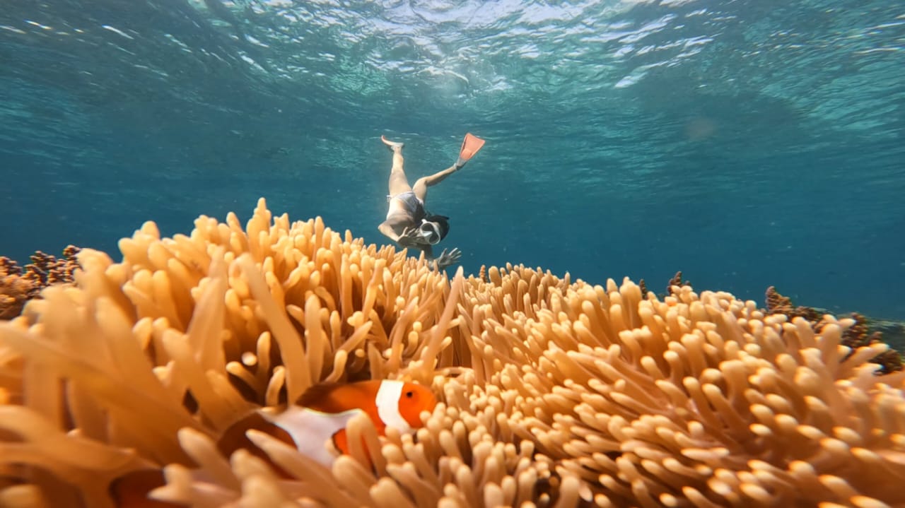 ozzy snorkeling centre