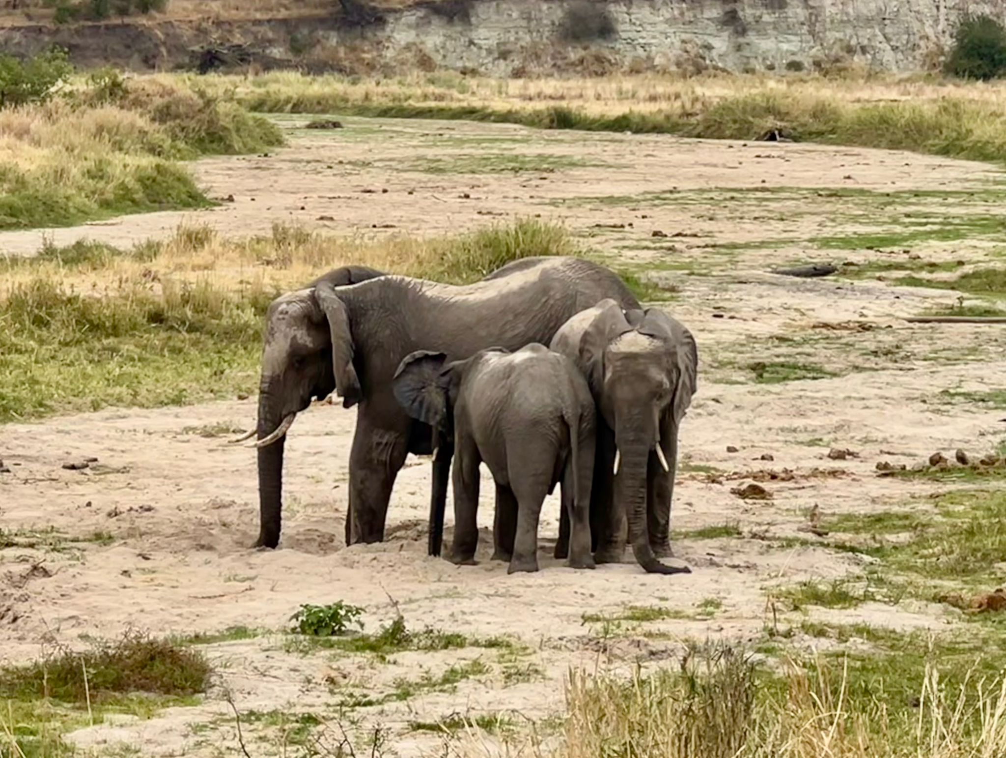 1-DAY TARANGIRE NATIONAL PARK SAFARI EXPERIENCE