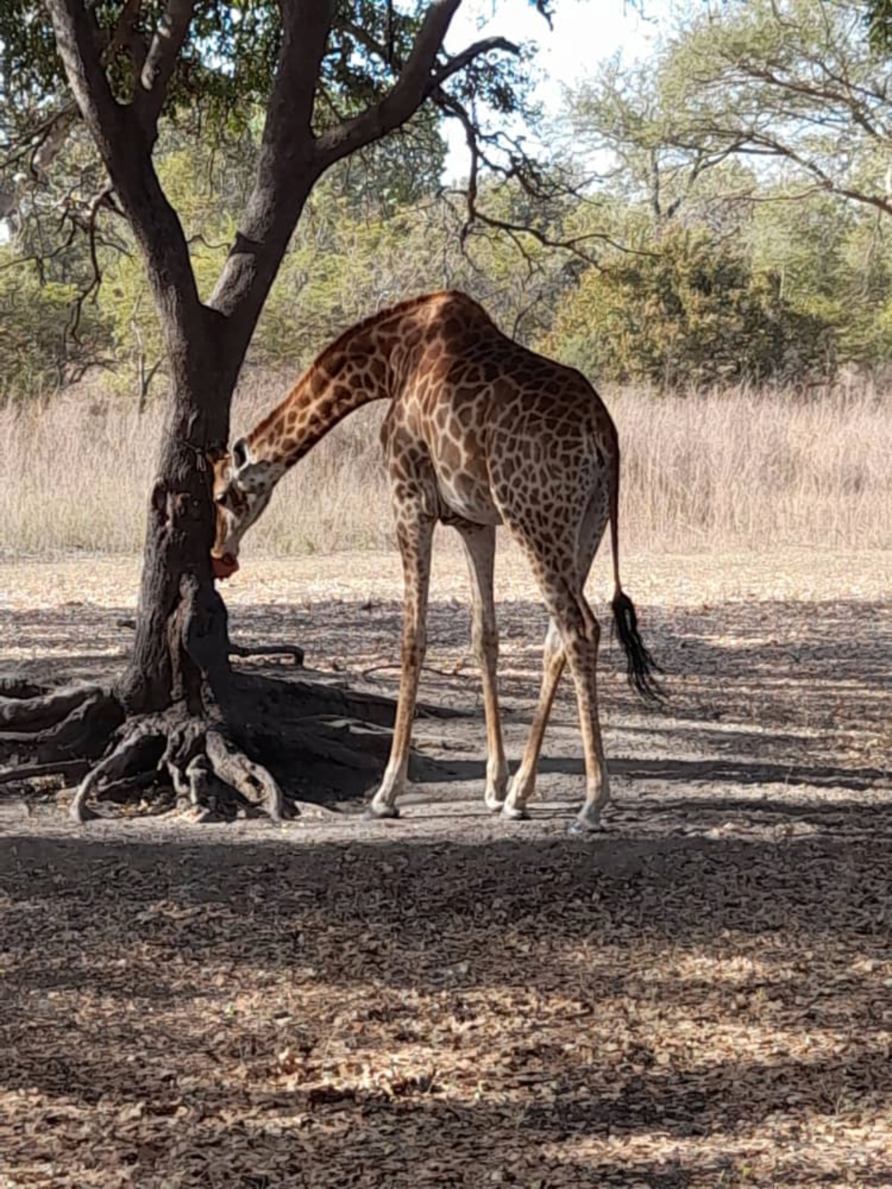 Gassama tour guide /Gambian Excursions