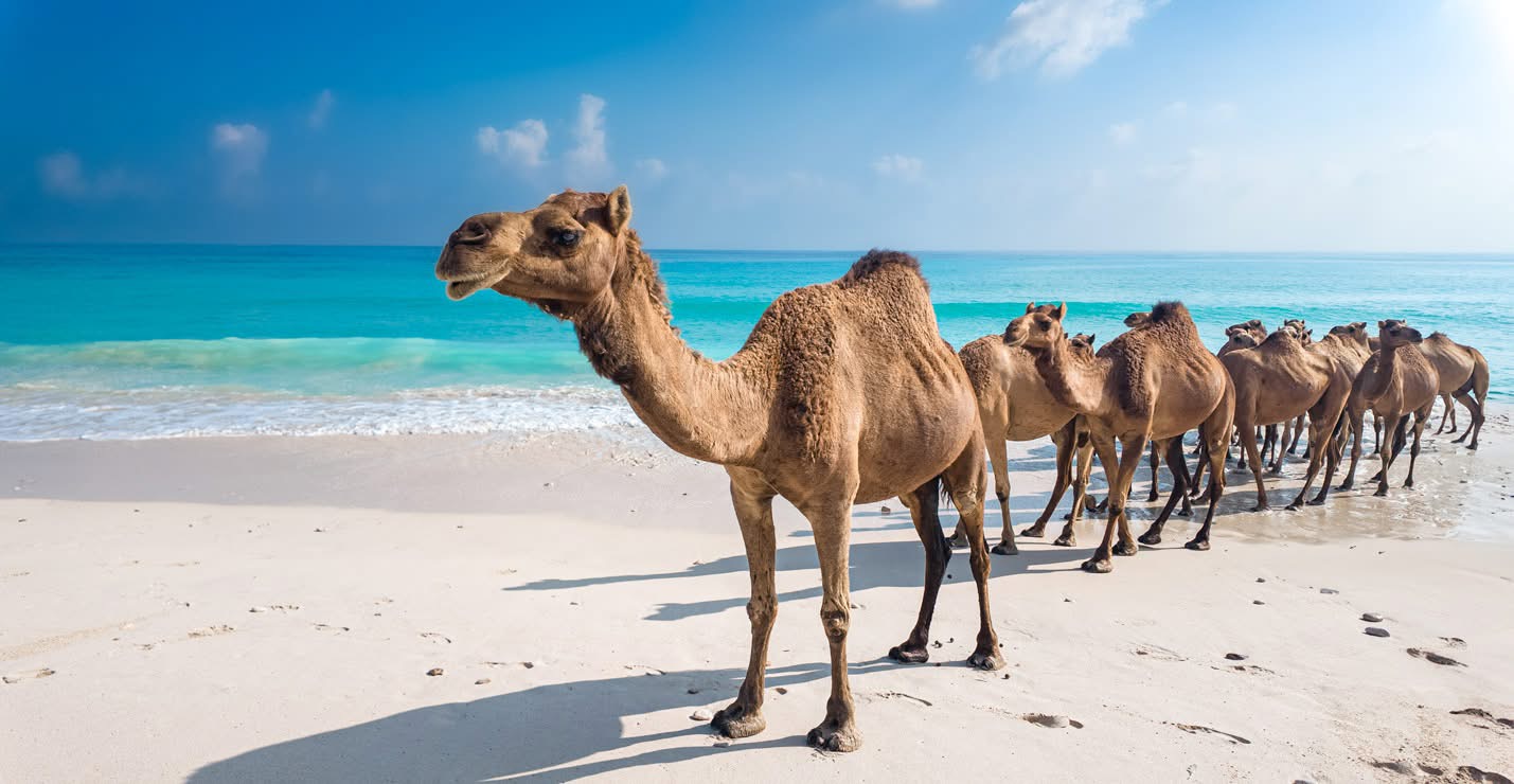 Salalah premium tours