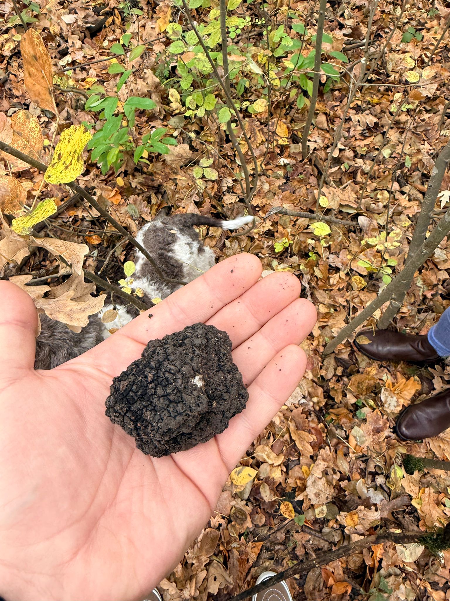 Private Truffle‑Hunting Tour from Belgrade – Lunch with Wine