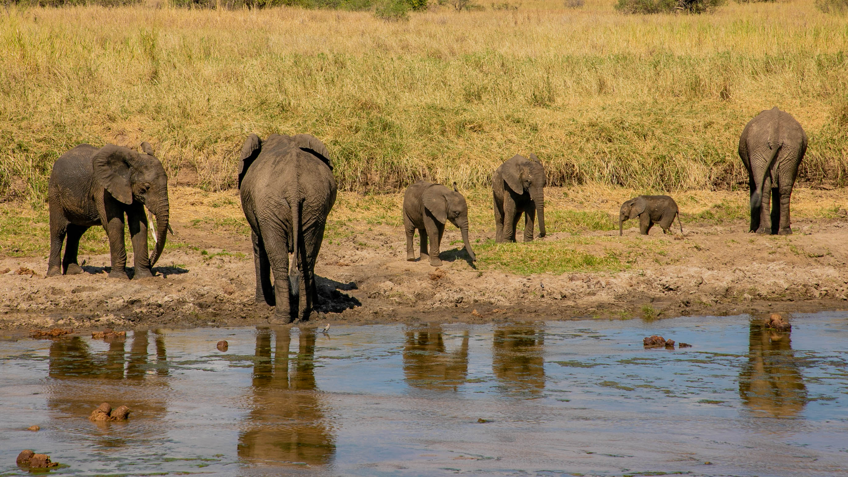 Budget Safaris Tanzania