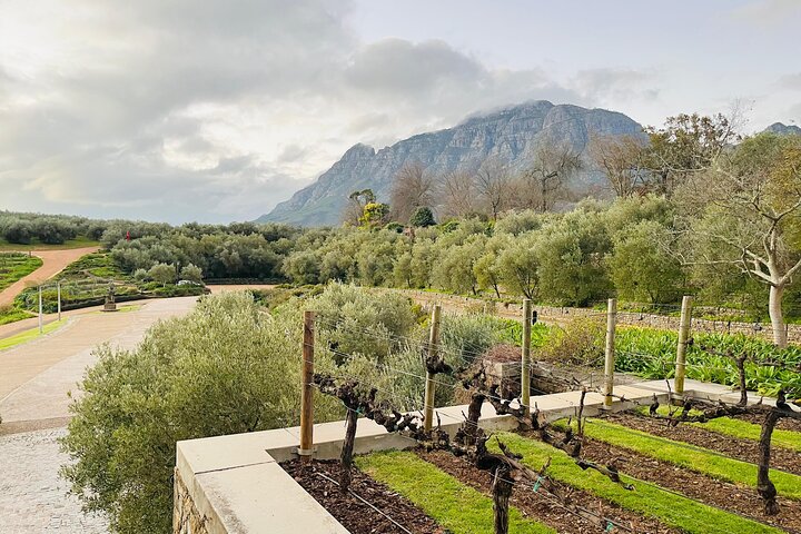 Pleiades du cape town