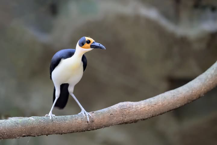 Adventure Birding Tours