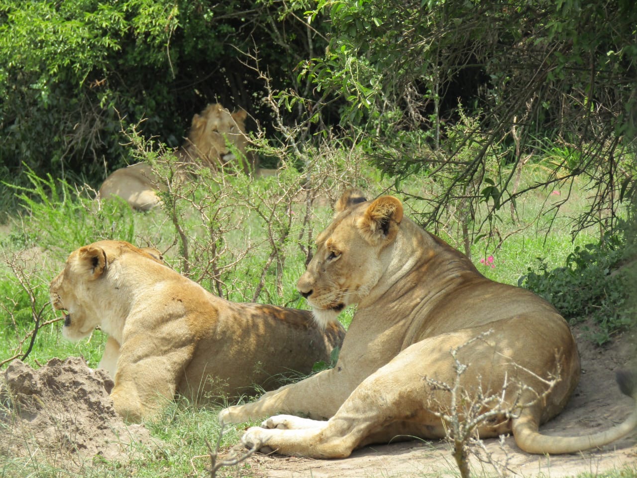 Unique Africa Ventures