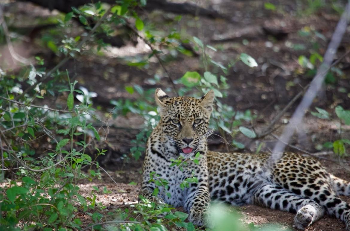 Arnolubi Safaris and Tours