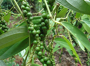 Zanzibar Spice and Herbs Tour