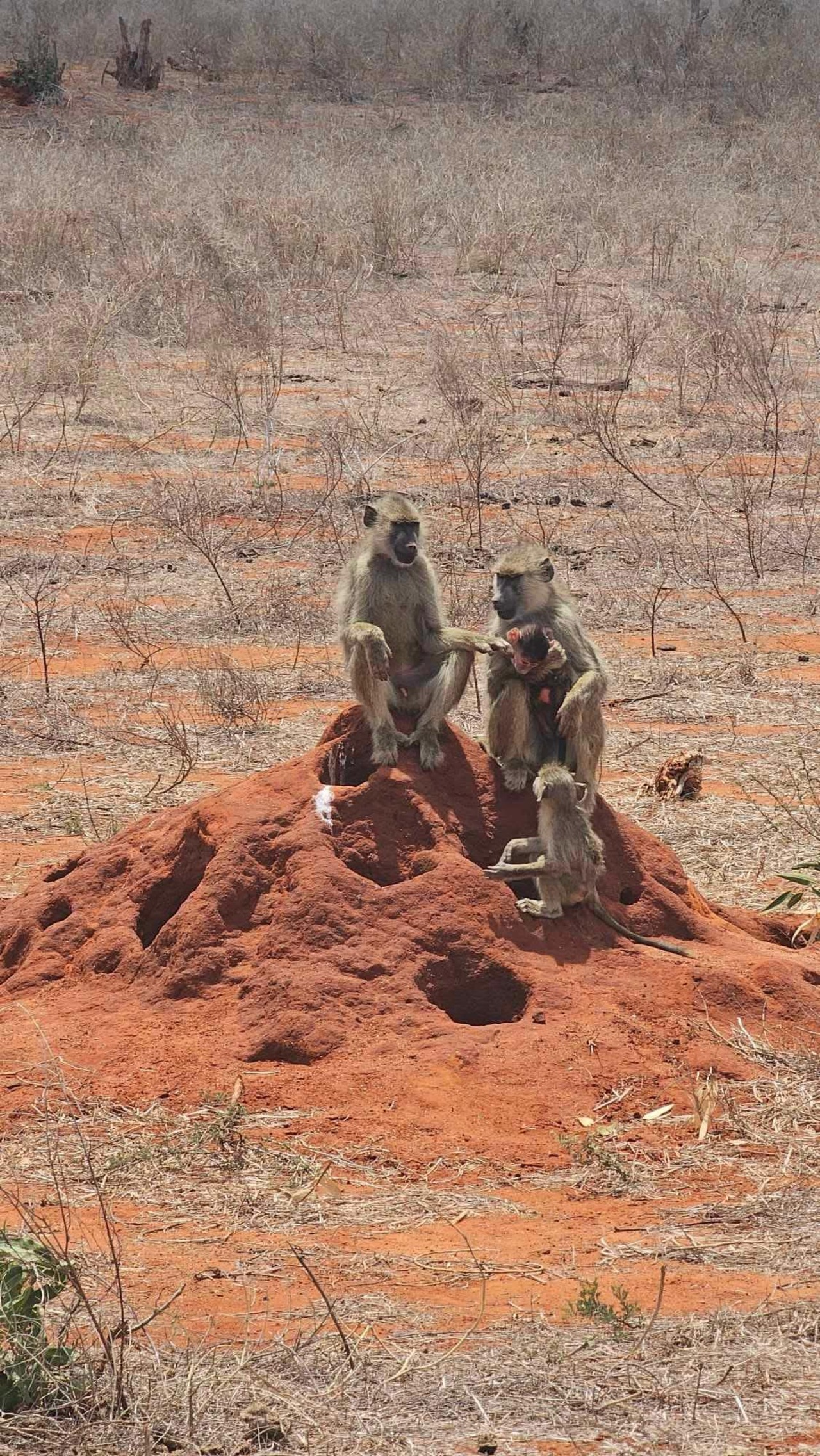 Hakuna Matata Safaris