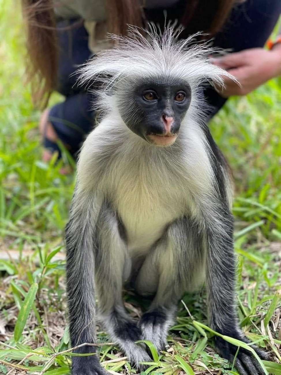 Zanzibar: Jozani forest for Red colobus monkey experience