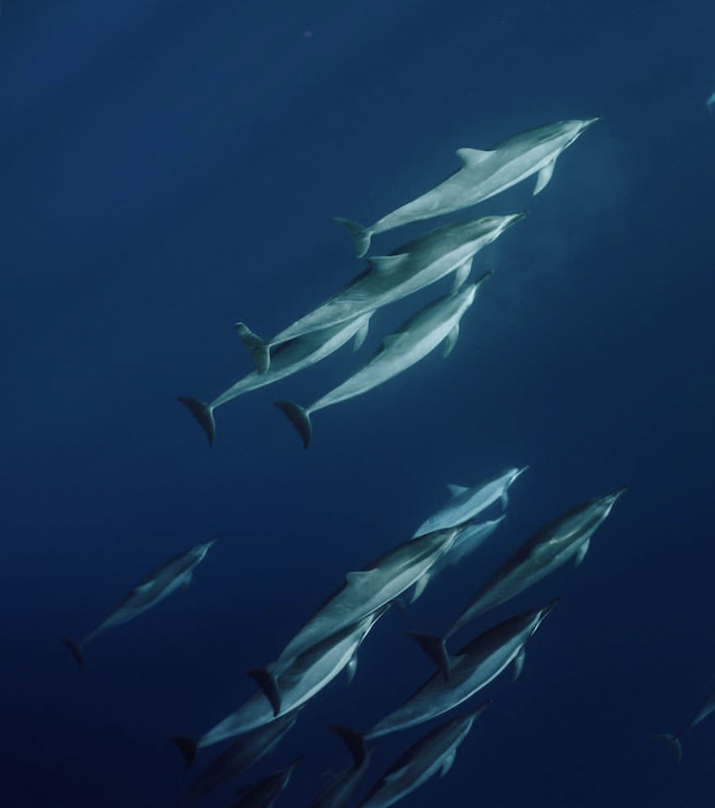 Diver Dans Specialty Charters  Inc., dba Kaanapali Ocean Adventures