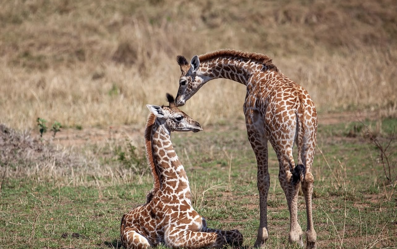 Green Planet Safaris