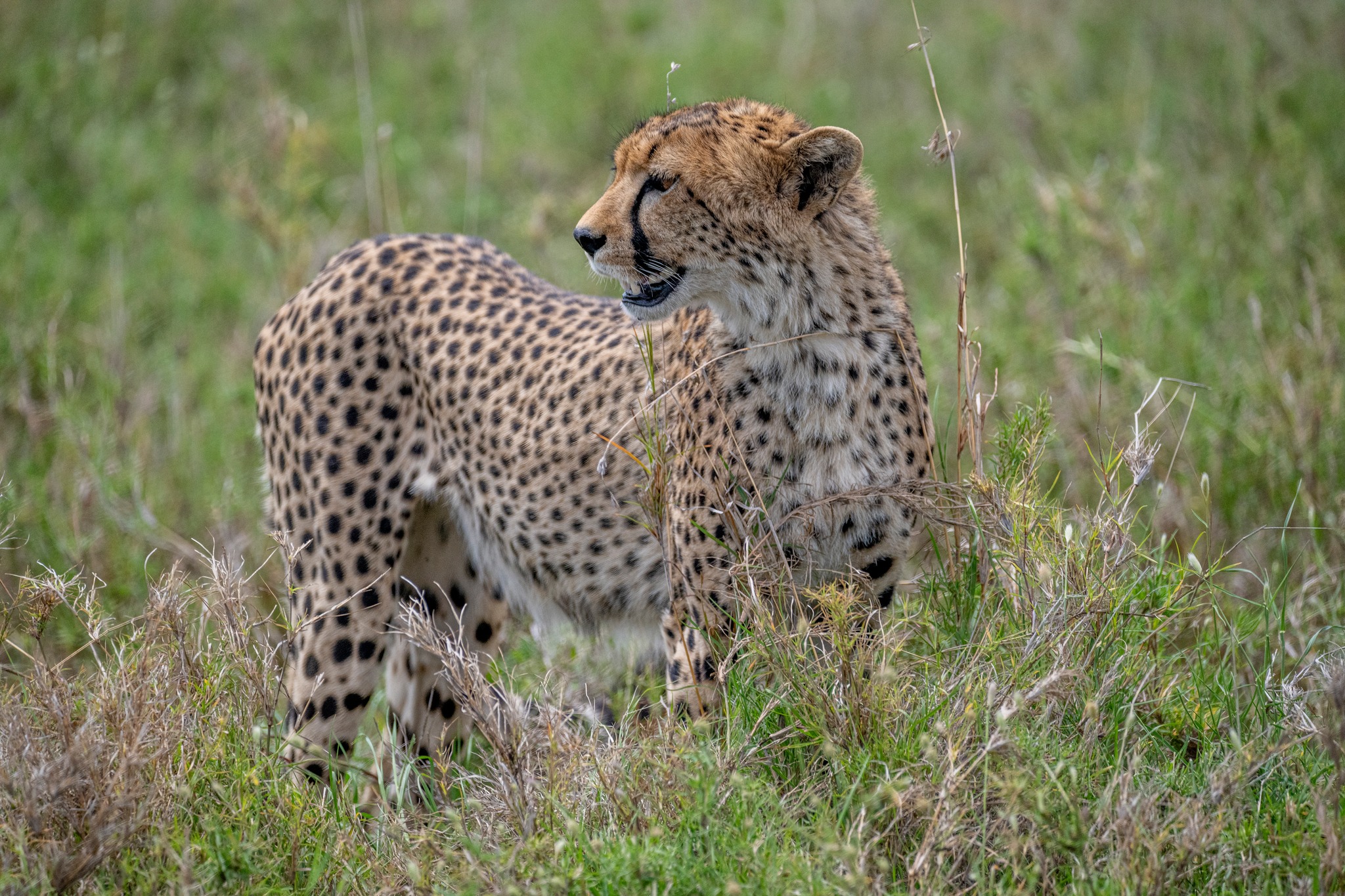 Safariline Defender Tours