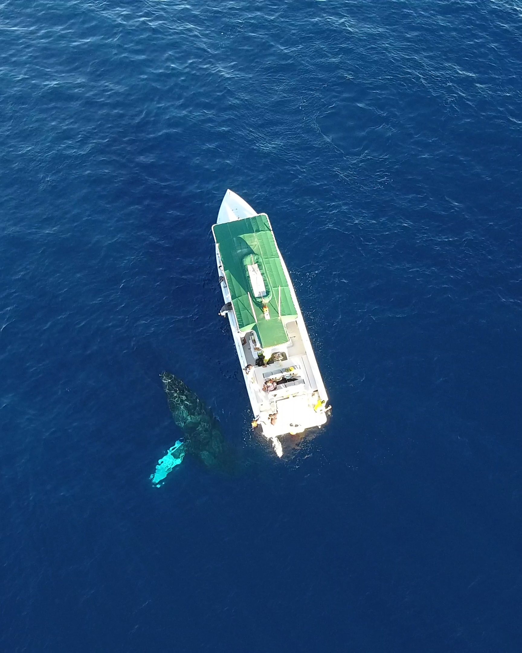 Diver Dans Specialty Charters  Inc., dba Kaanapali Ocean Adventures