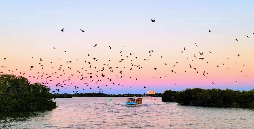 Cocoa Beach Dolphin Tours