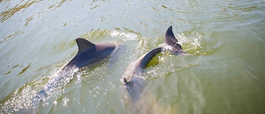 Cocoa Beach Dolphin Tours