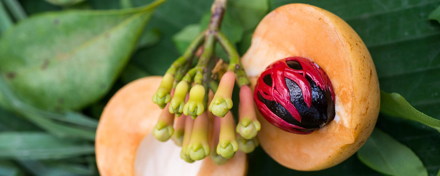 Zanzibar Spice and Herbs Tour