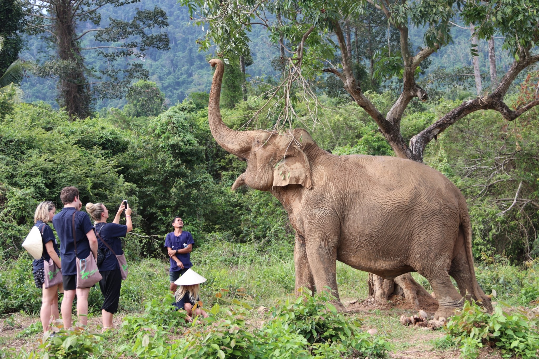 Samui Elephant Home Caring & Education Center