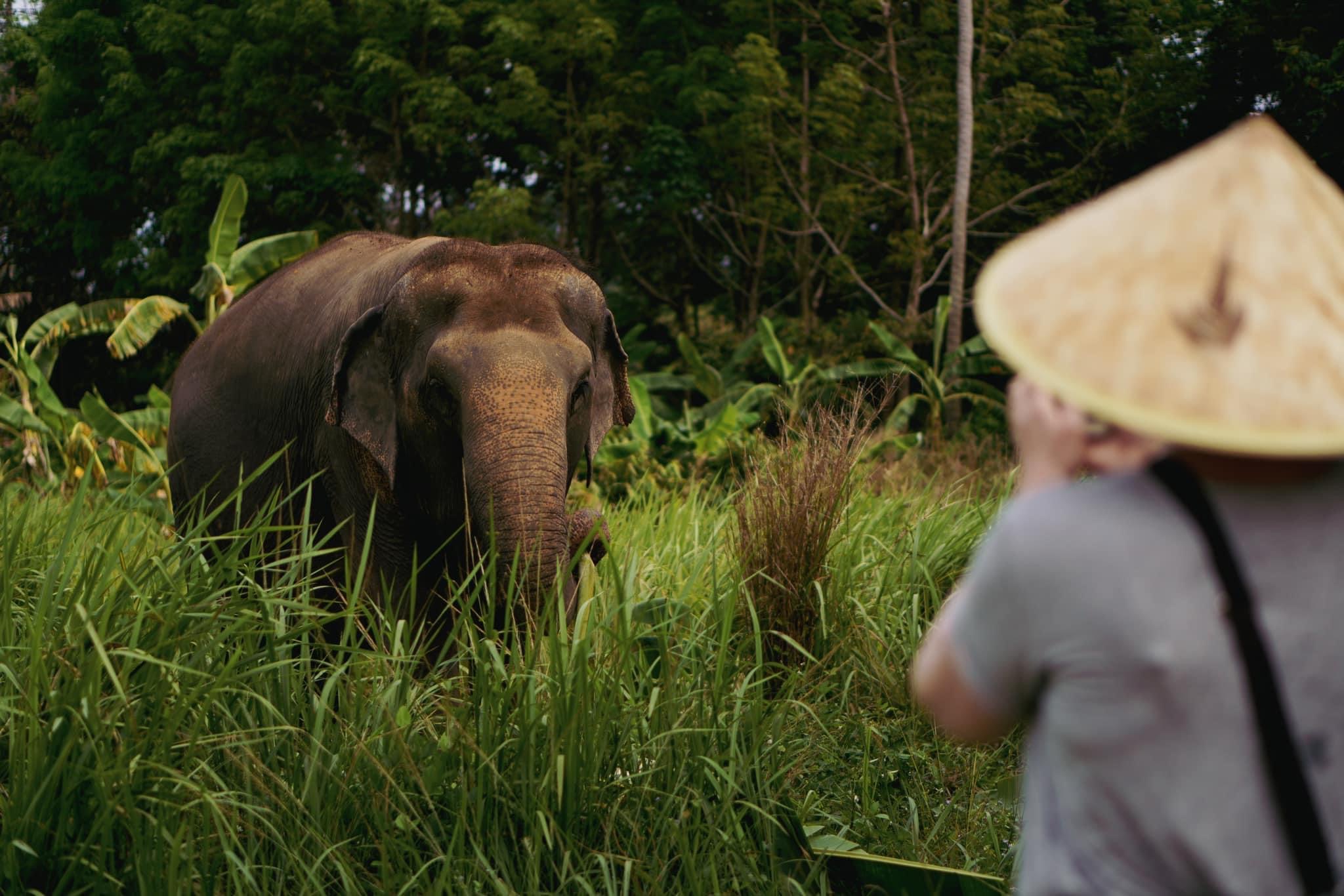 Samui Elephant Home Caring & Education Center