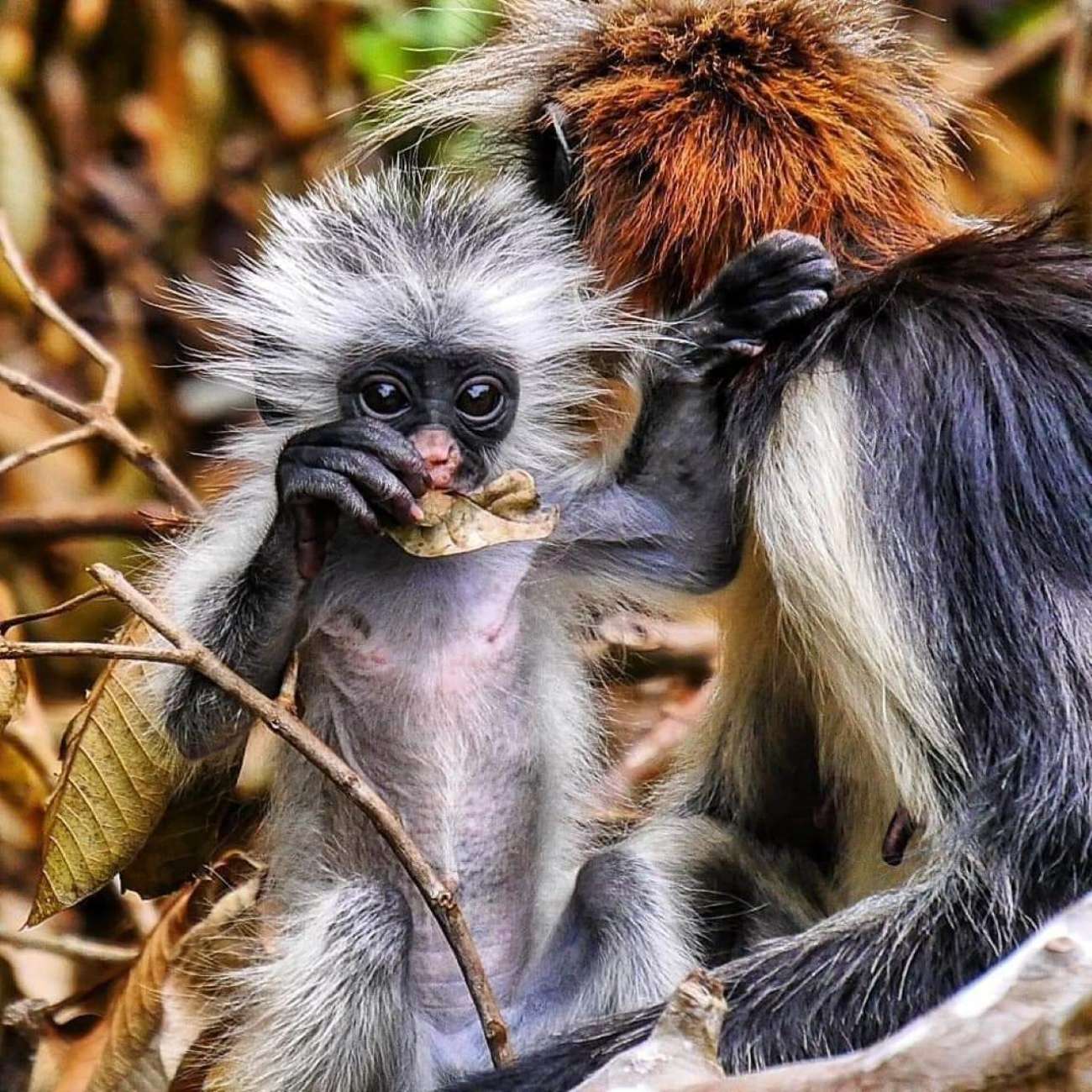 Zanzibar: Jozani forest for Red colobus monkey experience