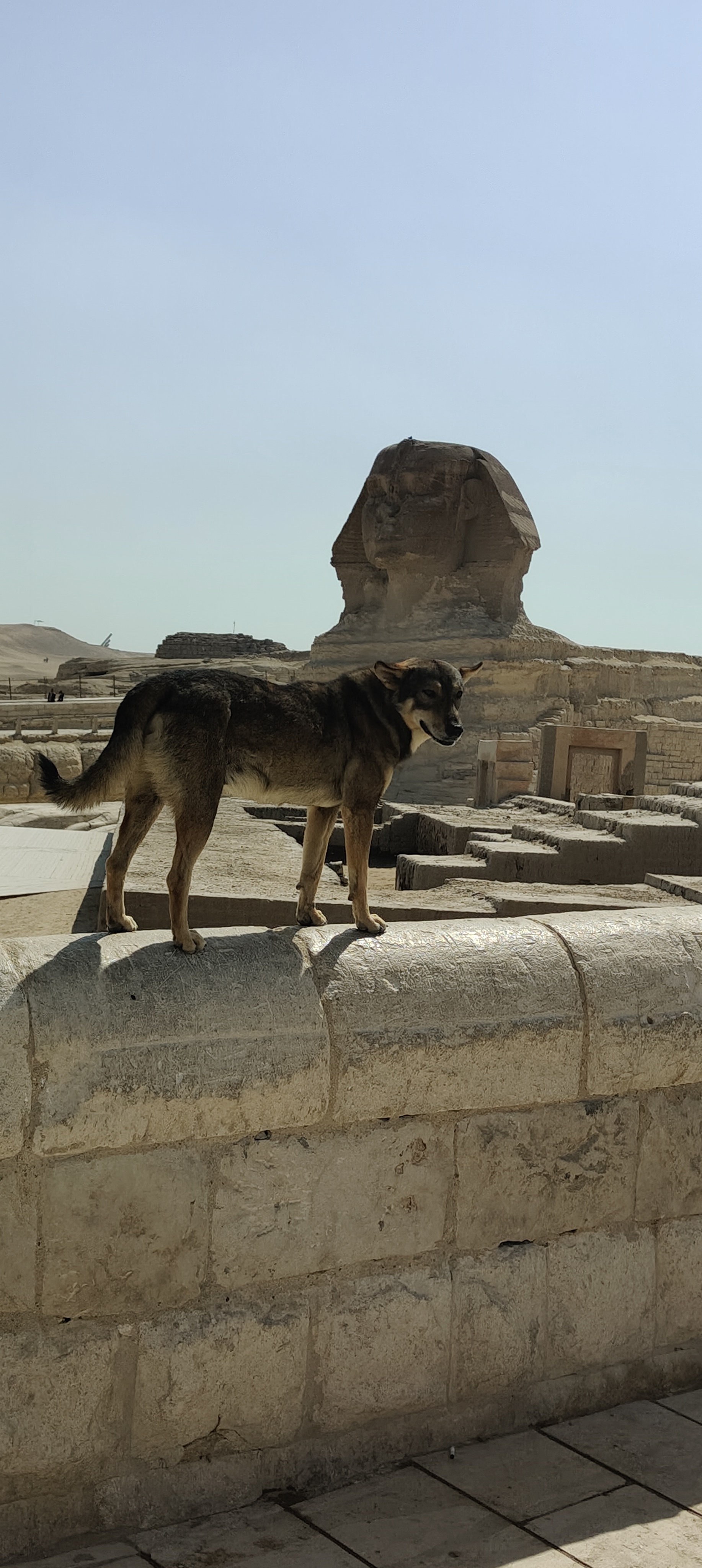 Giza pyramids and the Sphinx Tour 60 USD per person