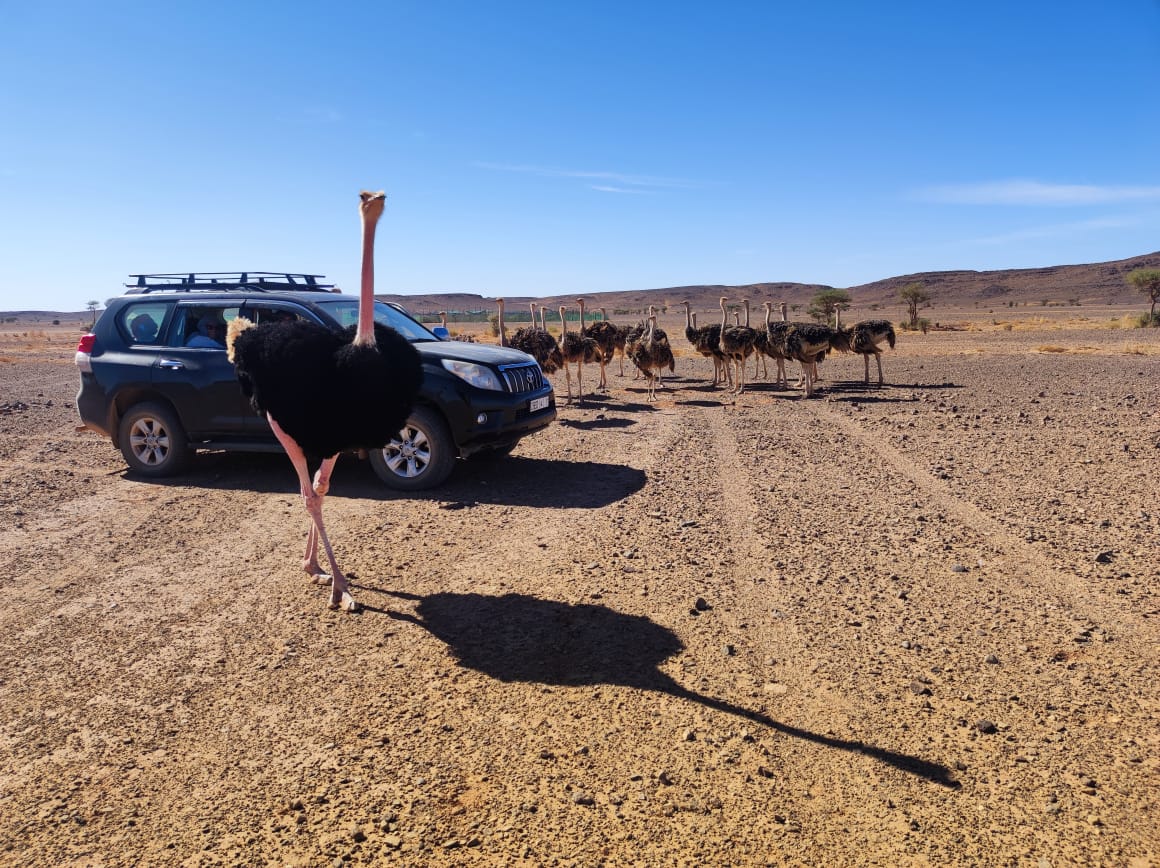 Voyage Desert Mhamid