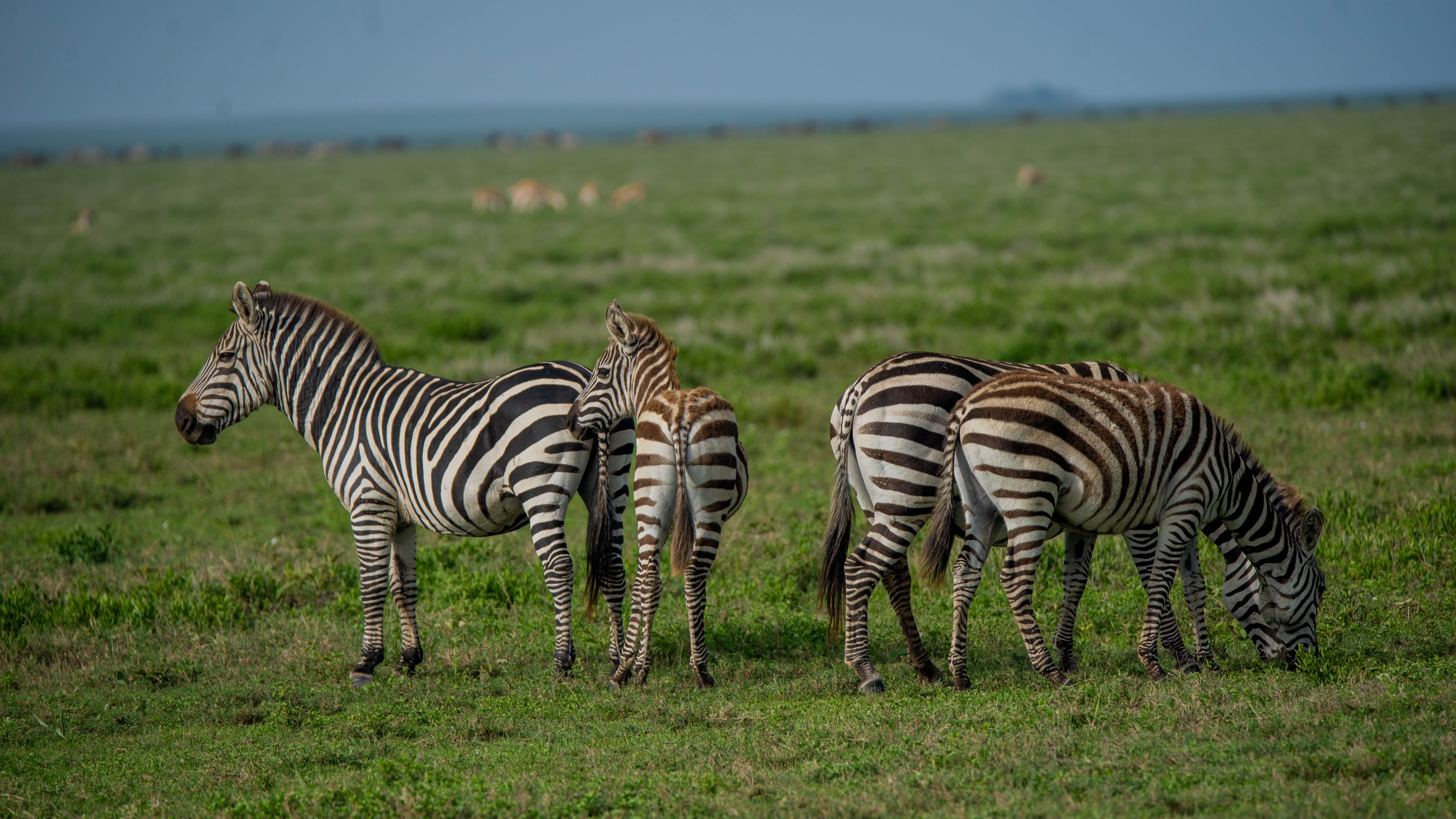 Budget Safaris Tanzania