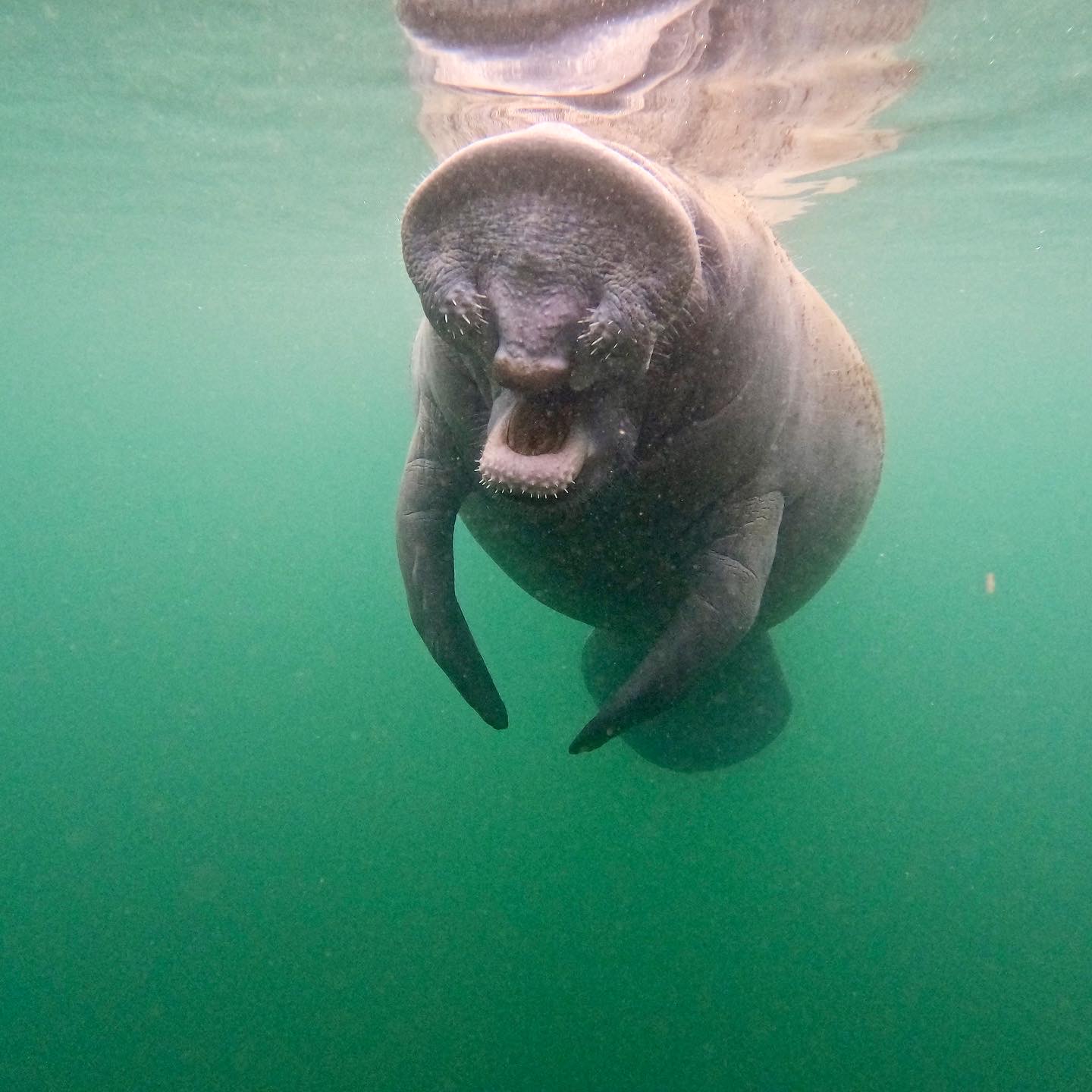Go Local Manatee Tours