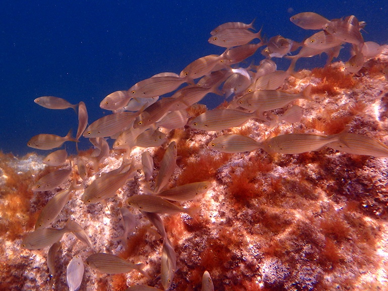 Excursions Barcelona