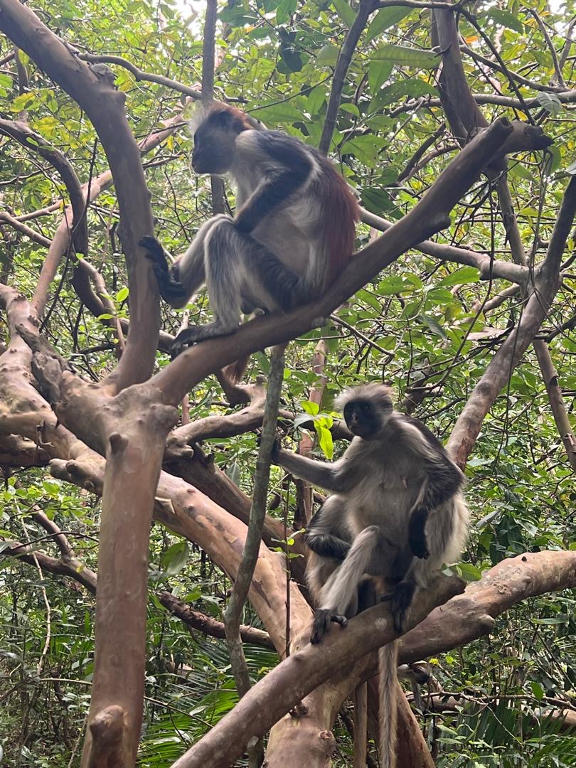 Summer vacation tours and safaris