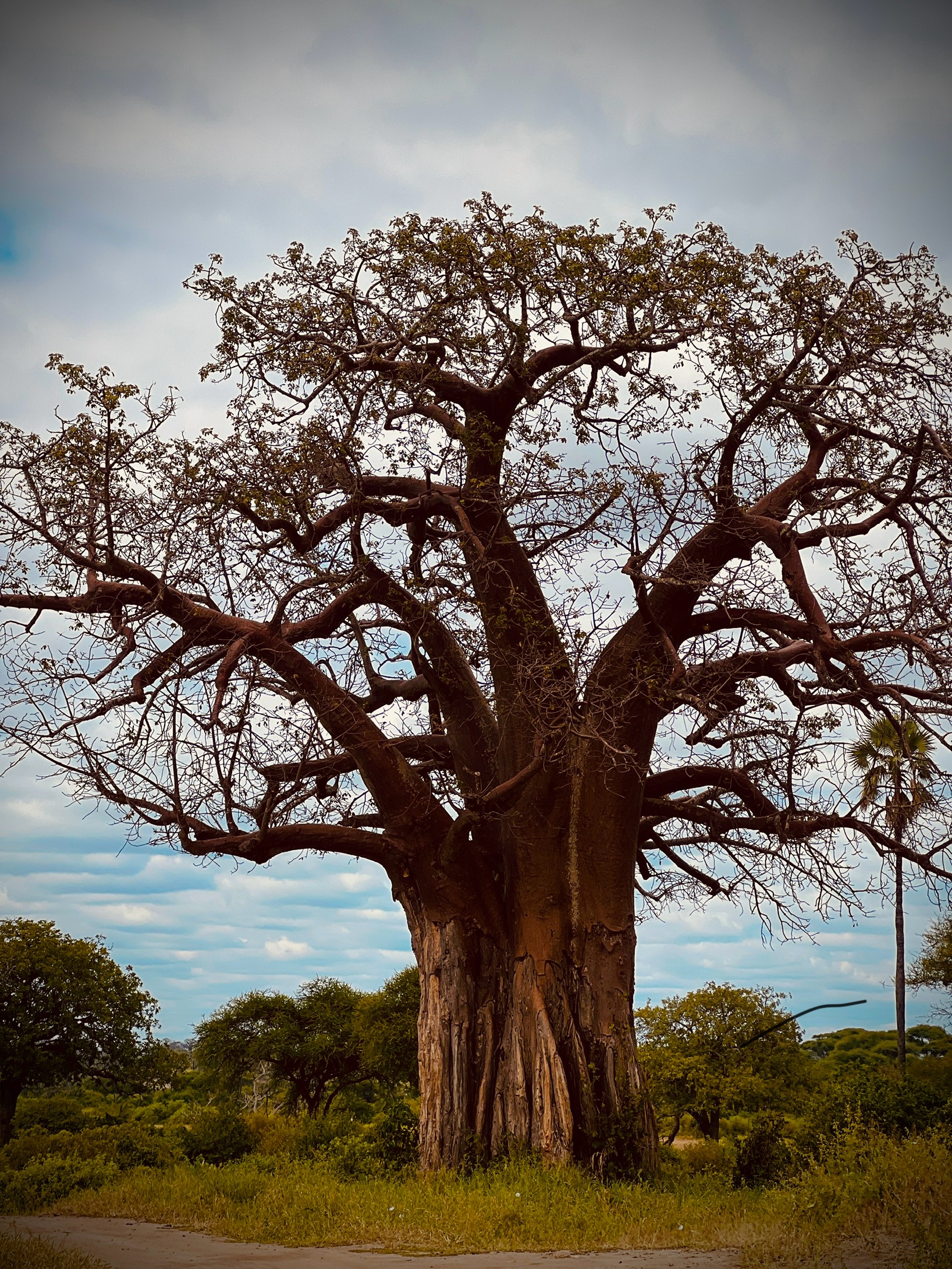 Nguzo Travel Experience