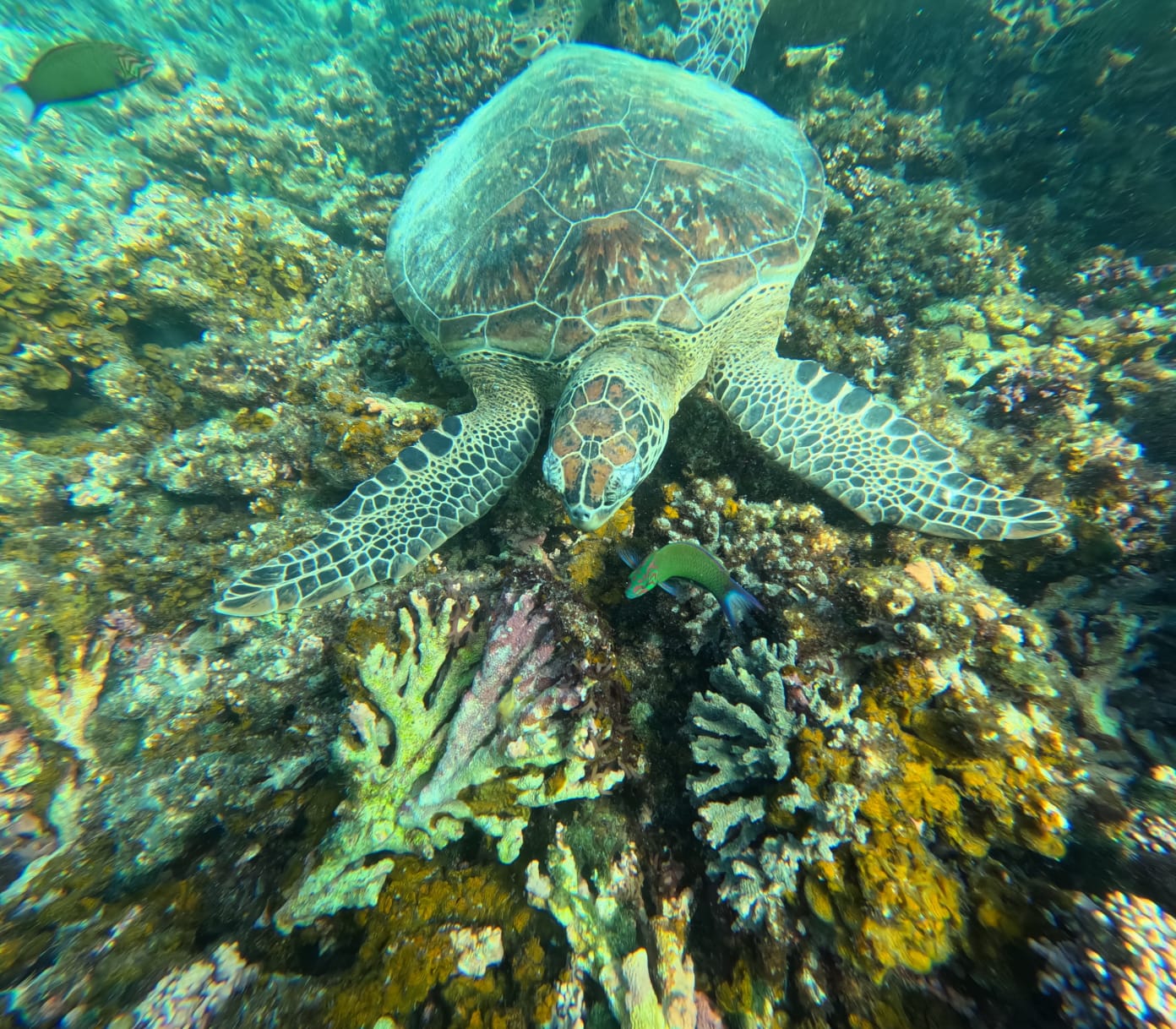MUSCAT SEA ADVENTURE