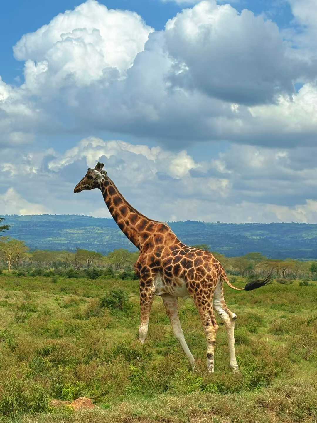 6-Days Masai Mara Nakuru Amboseli safari