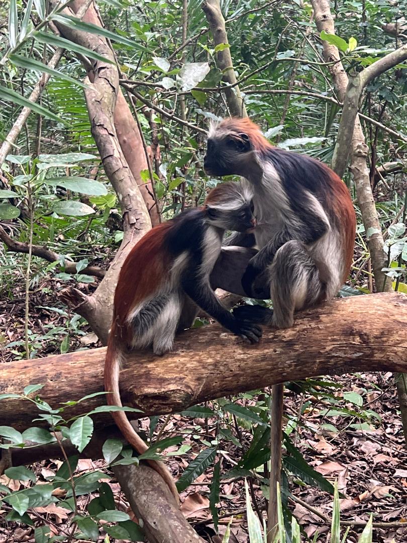 Summer vacation tours and safaris