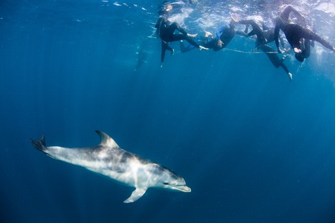 Moonraker Dolphin Swims