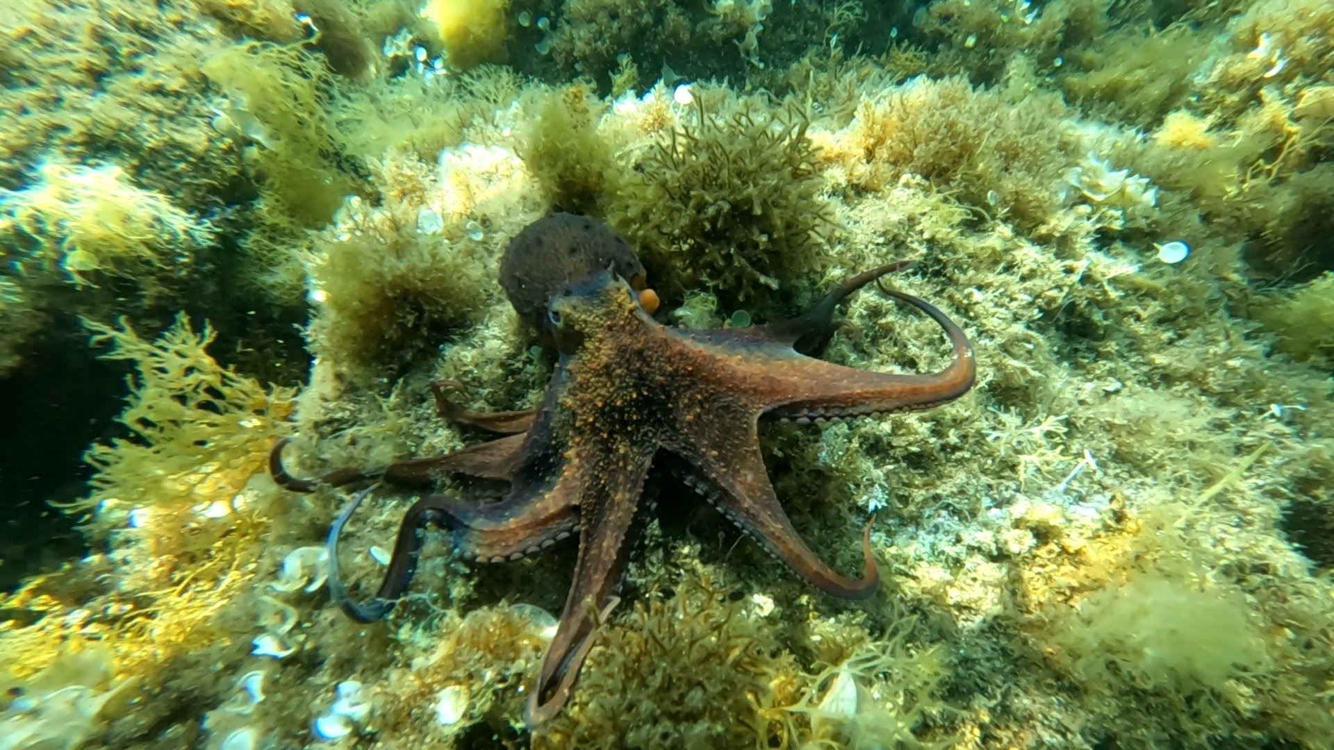 Excursions Barcelona