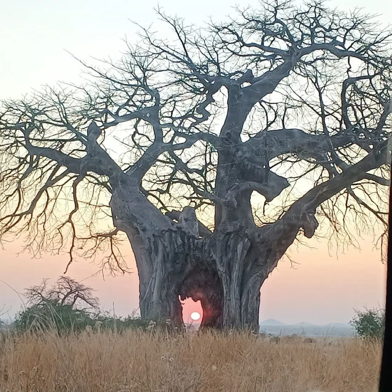 AFRICAN PANGOLIN SAFARIS