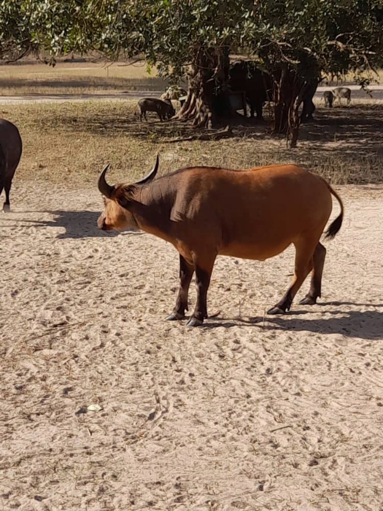 Gassama tour guide /Gambian Excursions