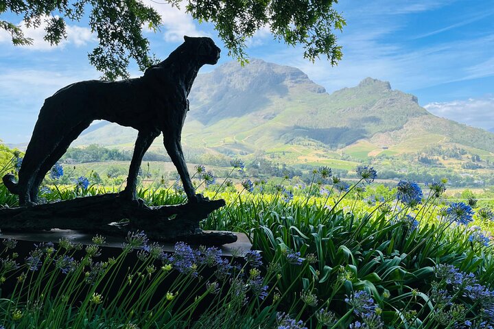 Pleiades du cape town