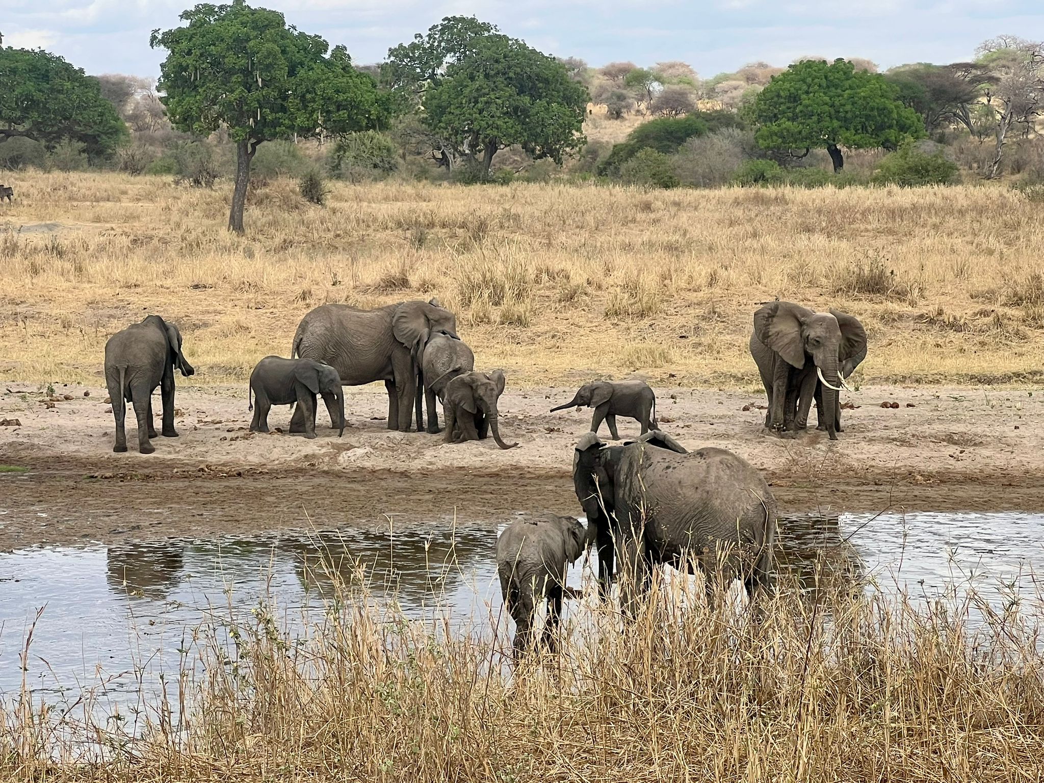 1-DAY TARANGIRE NATIONAL PARK SAFARI EXPERIENCE